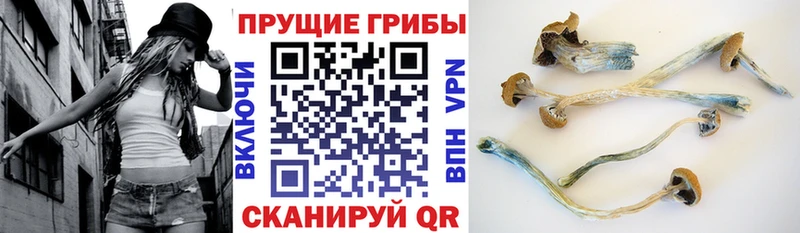 Псилоцибиновые грибы Cubensis  дарнет шоп  Ядрин 